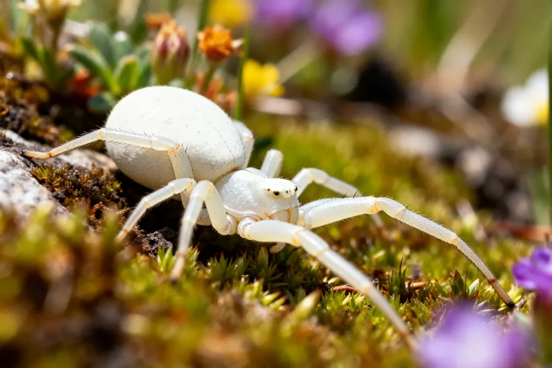 Araignée blanche posée sur de la mousse entourée de fleurs colorées en gros plan